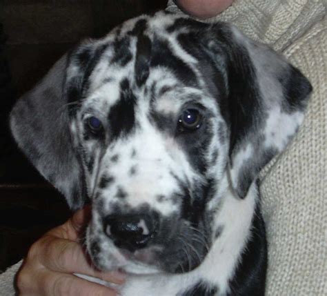 Harlequin Great Dane Puppy I Want This Kind Of Dog Great Dane Dogs