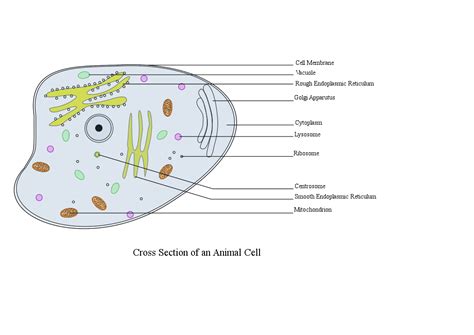 Start studying label an animal cell. animal cell labeled - DriverLayer Search Engine