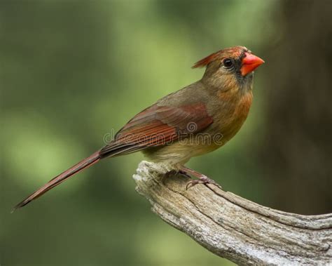 Female Northern Cardinal Stock Image Image Of Seed Northern 36024535
