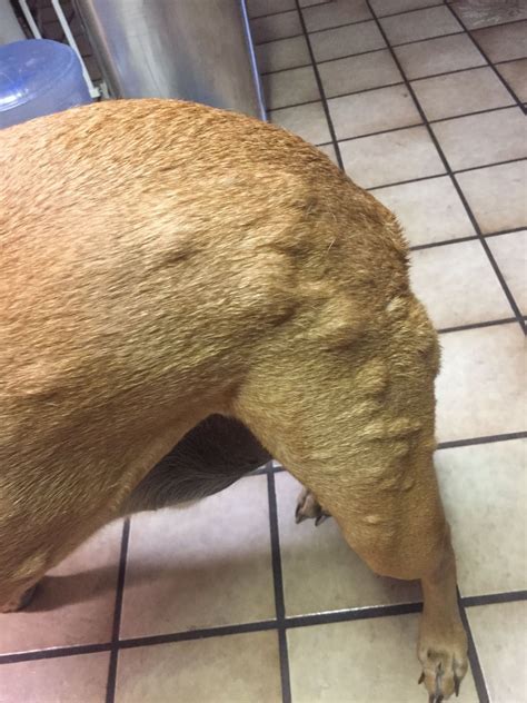 Bumps On Dogs Skin