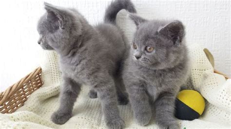 Definition from wiktionary, the free dictionary. 训练有素的英国短毛猫 | Zone One Zone - 寵物推介