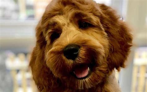 Its director, marshall wilkinson has extensive hydrobath manufacture. Services | Tangley Tails Dog Grooming