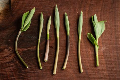 Foraging And Cooking Solomons Seal Shoots