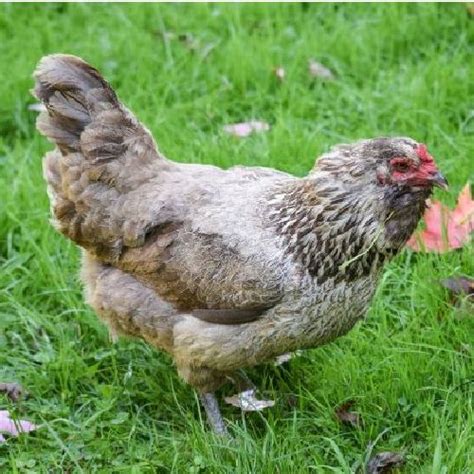 Check spelling or type a new query. Easter Egger Started Pullets in 2020 | Easter eggers ...