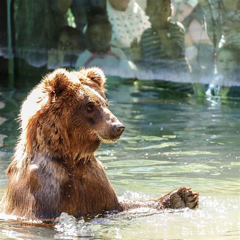 Grizzly Bear Bathing At The Memphis Zoo Tennessee Flickr