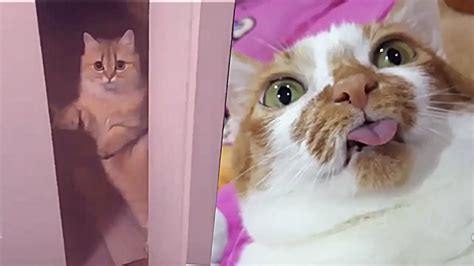 Funny Cat Videos Will Make You Laugh 🤣 Funny Animal Videos