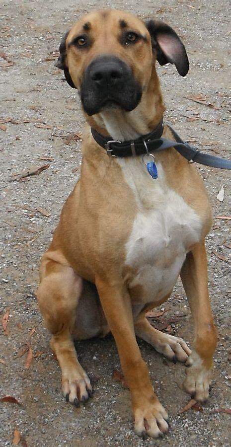 Buddy Large Male Boxer X Great Dane Mix Dog In Nsw Petrescue