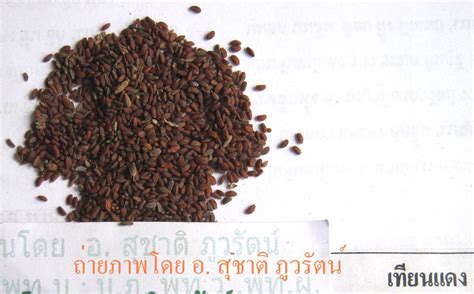 ค้นหาสินค้าที่ดีที่สุดของผู้ผลิต โกฐจุฬาลัมพา สรรพคุณ กับสินค้า โกฐจุฬาลัมพา สรรพคุณ ราคาถูกและมีคุณภาพสำหรับตลาดที่พูดภาษา thai ใน alibaba.com Thai traditional medicine book | ตำราเภสัชกรรมไทย: เภสัช ...