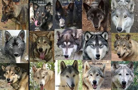 Wolfdog Content Chart Wolf Dog Northern Inuit Dog Wolf Hybrid