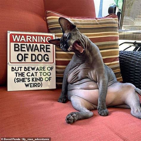 Gallery Compiles Snaps Of Sphynx Cats And Their Hairless Bodies Cats Sphynx Cat Cat Memes