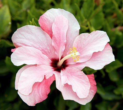 Chinese Hibiscus Hibiscus Rosa Sinensis Photograph By Pascal