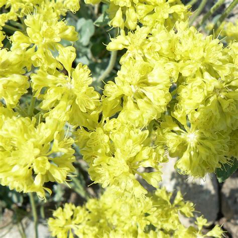 It is known as flores sulphuris by apothecaries and in older scientific works. Sulfur flower (Eriogonum umbellatum) | Flickr - Photo Sharing!
