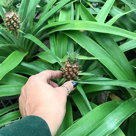 Baby Pineapple Plants In The Nursery Bet You Thought They Grew On