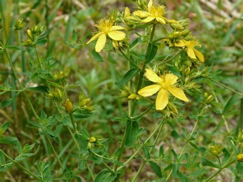 Unlike other herbal treatments, many of its health benefits have been verified. St. John's Wort tincture