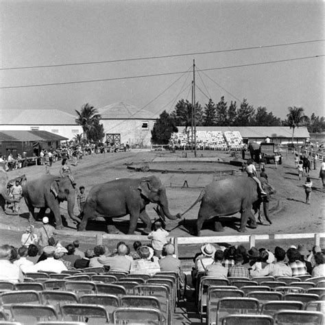 Ringling Brothers Circus Behind The Scenes Under The Big Top 1949