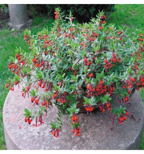 Cuphea /ˈkjuːfiːə/ is a genus containing about 260 species of annual and perennial flowering plants native to warm temperate to tropical regions of the americas. CUPHEA LLavea Torpedo - Horticulture Dumont