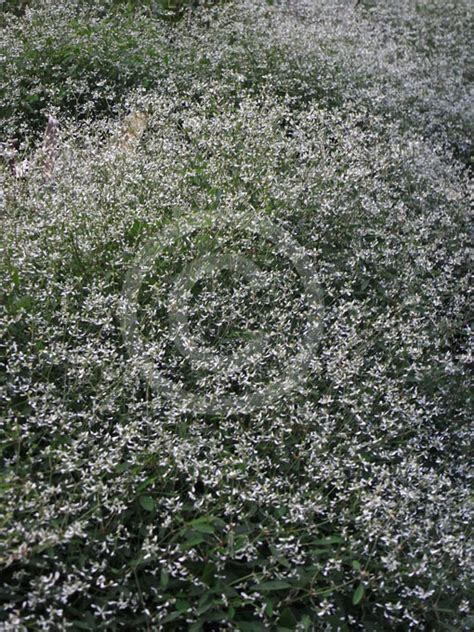 See our large selection of euphorbia for your landscape or garden, delivered to your home. Euphorbia hypericifolia Inneuphe | Diamond Frost Euphorbia ...