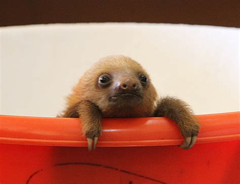 Baby sloths have got to be one of the most amazingly cute things on this planet. A little Book of Sloth - baby sloths photographed by Lucy ...
