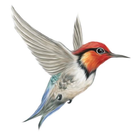 Birds Png Images Free Download Birds Png