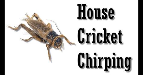 Cricket Insect Images Cartoon Cricket Insect Stock Illustrations 778