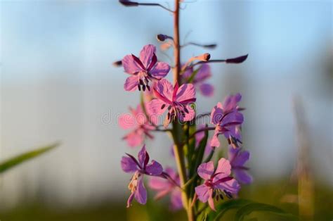 Pink Ivan Tea Or Blooming Sally In The Field Willow Herb At Sunset