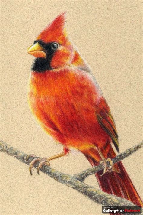 Cardinal Cardinal Birds Art Bird Drawings Cardinal Birds