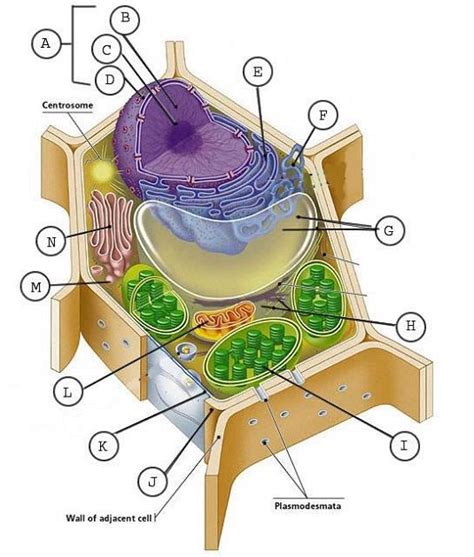 Cellule is a tensorflow image classifier that can classify given images of cells as either belonging to plants or animals. C1 W3/4 SCIENCE Animal & Plant Cell worksheet to label ...