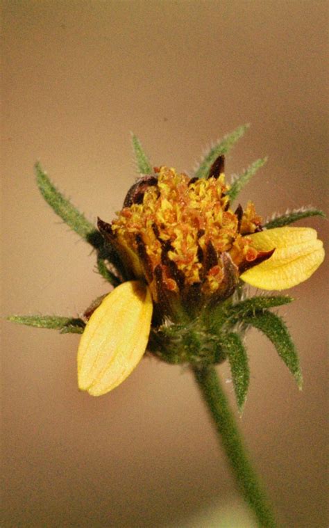 Us/na plant yes state distribution al, az, ca, ct, fl, ga, hi, ky, la, ma, md, ms, nc, nm, or, pa, pr Bidens pilosa L. | Plants of the World Online | Kew Science