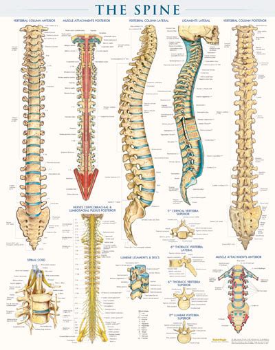 The bones mentioned in each human skeleton chart are: Spine Structure Poster - Clinical Charts and Supplies