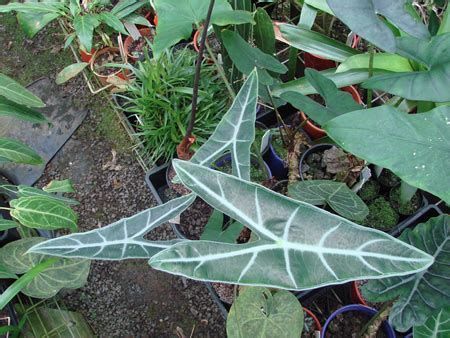 This batch have leaves of truly awesome length and are not to be missed! Equatorial Exotics for Rare and Beautiful Tropical Plants ...