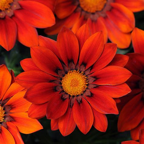 If you don't love your seeds for any reason, feel free to return your order for a refund within 30 days of purchase! Gazania Seeds - 7 Top Gazanias - Annual Flower Seeds