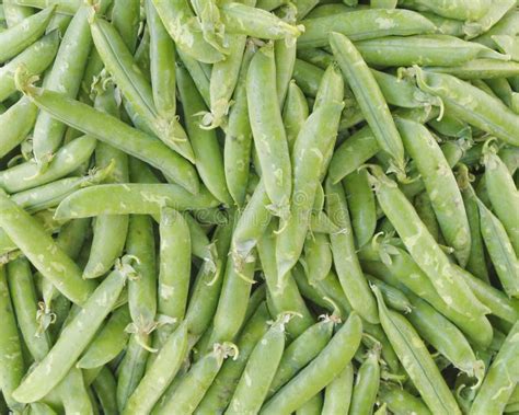 Fresh Raw Green Beans Closeup Stock Photo Image Of Cooking Nutrition