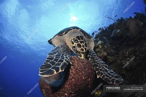 Eating Hawksbill Sea Turtle — Zoology Wildlife Stock Photo 173514706