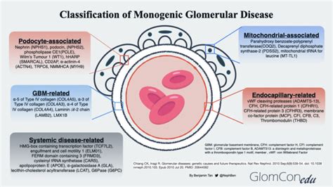 Genomics In Glomerular Disease From Bench To Bedside Glomcon Pubs