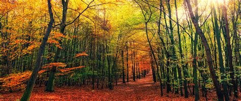 Download Wallpaper 2560x1080 Autumn Leaves Fall Tree Forest Nature