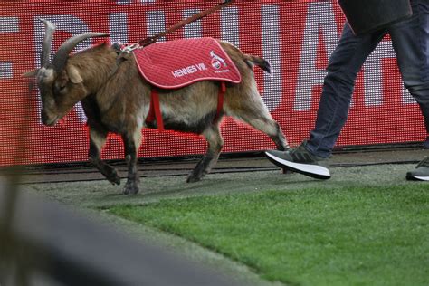 Mit seinen im vergleich längeren hörnern wieder mehr an hennes i., jenen bock, den der 1. 1. FC Köln präsentiert Hennes IX - Sportstimme