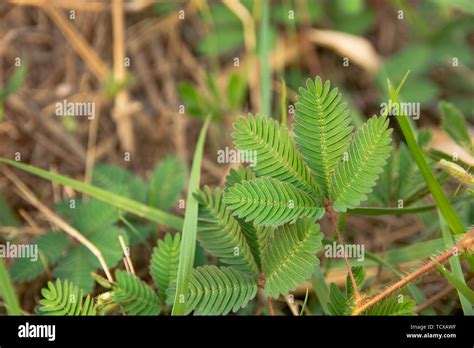 Mimosa Pudica Or Sensitive Plant Leaves Stock Photo Alamy