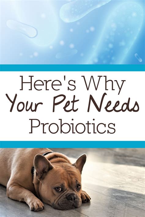 Probiotics for dogs what are they and when should you use them – Artofit