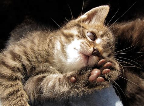 Trap-Neuter-Return: The Humane Approach to Community Cats ...