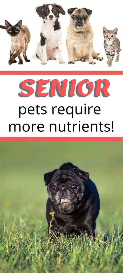 Your pet's health is important. Best Dry Dog Food For Senior Pug in 2020 | Best dry dog ...