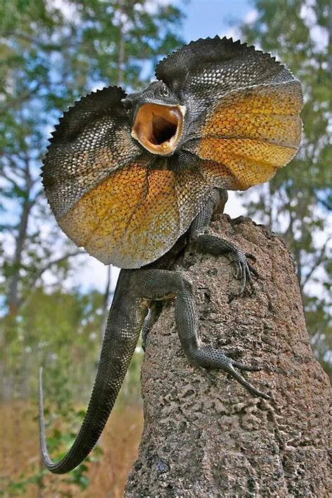 I'm going to start off with a really. One awesome lizard! Looks like a living dragon ...
