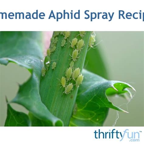 Homemade Aphid Spray Recipes Thriftyfun