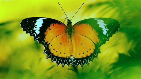 Beautiful Butterfly High Quality Hd Wallpaper2016 4k Ultra Hd