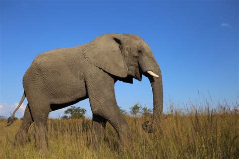 Elephant 4K, Savannah, Wildlife, HD Wallpaper | Rare Gallery