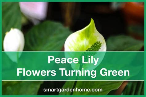 5 Reasons For Peace Lily Flowers Turning Green Smart Garden And Home