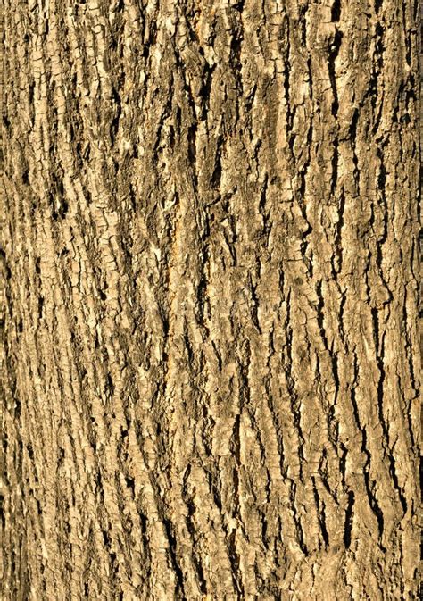 The Texture Of The Tree Bark Linden Stock Photo Image Of Rustic