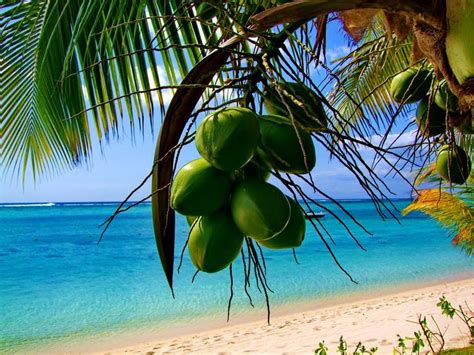 Find the perfect goa coconut tree stock photo. Panoramio - Photo of Coconut tree on the beach | Coconut ...