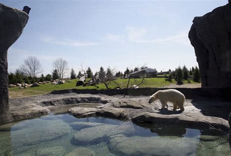 Columbus Zoo Polar Frontier Nassal