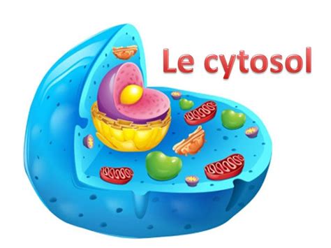 Le Cytosol Youtube
