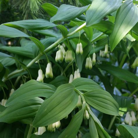 Polygonatum Multiflorum Solomons Seal Uploaded By Fluffysox42